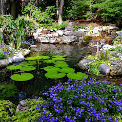 Water Gardening - Harken's Landscape Supply & Garden Center - East ...